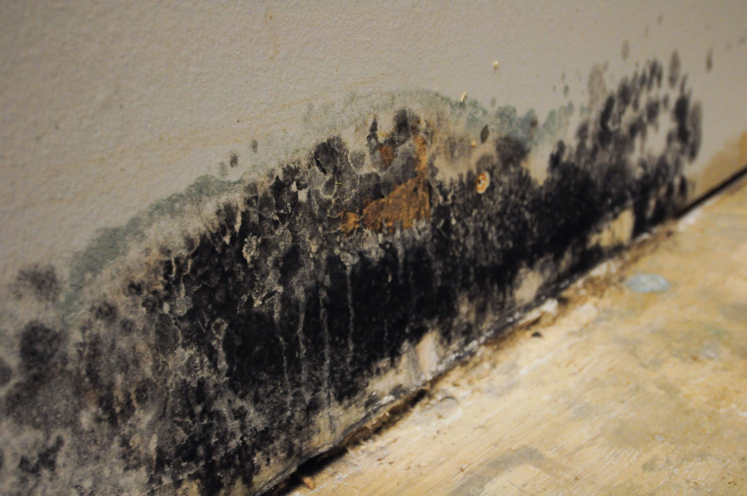 Black mold on the wall